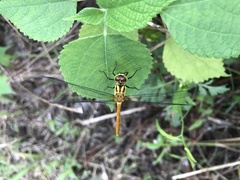 Sympetrum eroticum