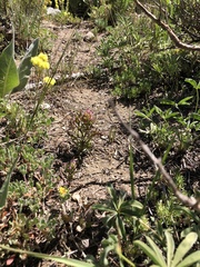 Orthocarpus cuspidatus cryptanthus