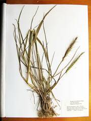 Elymus woroschilowii