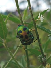 Chrysocoris purpureus