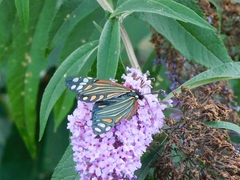 Campylotes histrionicus