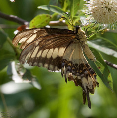 Heraclides ornythion