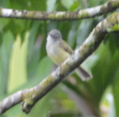 Tolmomyias