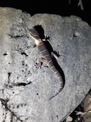 Cyrtodactylus deccanensis
