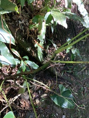 Philodendron