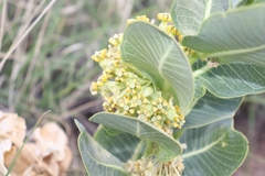 Asclepias latifolia