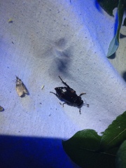 Nicrophorus pustulatus