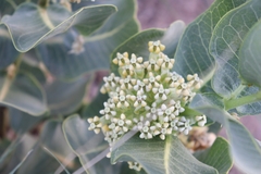 Asclepias latifolia