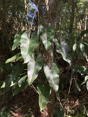 Philodendron