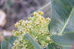 Asclepias latifolia