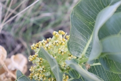 Asclepias latifolia