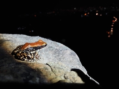 Hydrophylax bahuvistara