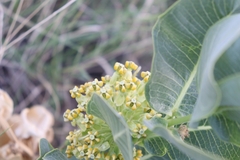 Asclepias latifolia
