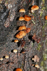 Marasmius alveolaris
