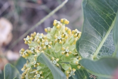 Asclepias latifolia