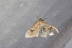 Udea profundalis