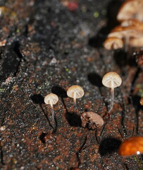 Marasmius alveolaris