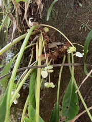 Begonia herbacea