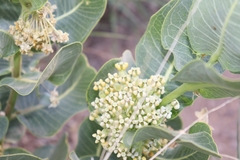 Asclepias latifolia