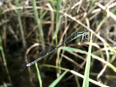 Pseudocopera annulata