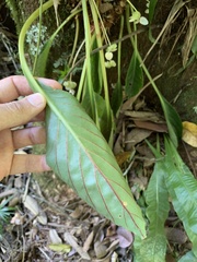 Begonia herbacea