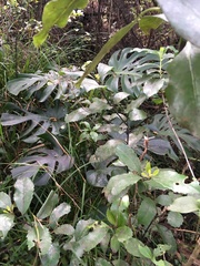 Hedycarya arborea