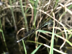 Pseudocopera annulata