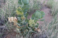 Asclepias latifolia