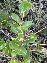 Salix fuscescens