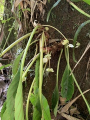 Begonia herbacea