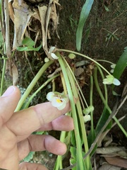 Begonia herbacea
