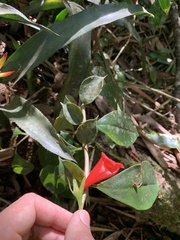 Nematanthus