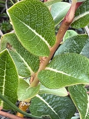 Salix fuscescens