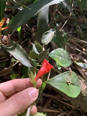Nematanthus