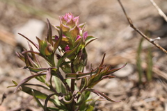 Orthocarpus cuspidatus cryptanthus