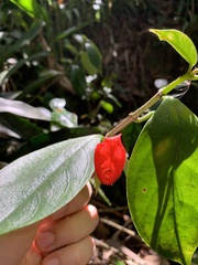 Nematanthus