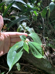 Nematanthus