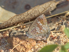 Arhopala paraganesa