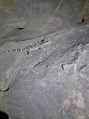Hemidactylus maculatus
