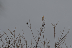 Pheucticus ludovicianus