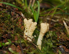 Cordyceps cranstounii