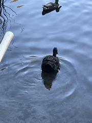 Anas platyrhynchos domesticus