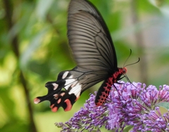 Byasa polyeuctes