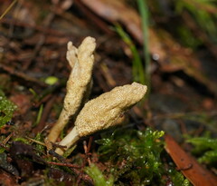Cordyceps cranstounii