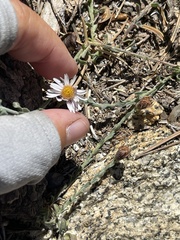Erigeron breweri jacinteus