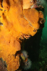 Schizophrys rufescens