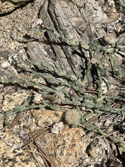 Erigeron breweri jacinteus
