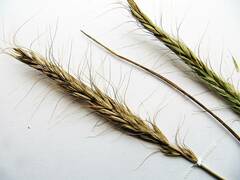 Elymus woroschilowii