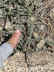 Erigeron breweri jacinteus