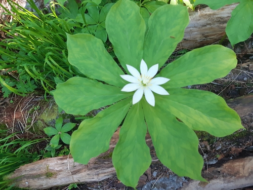 Kinugasa japonica iNat (1)
